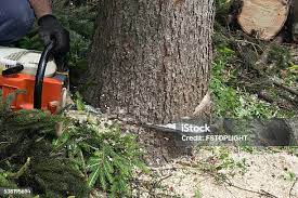  North Great River, NY Tree Removal Pros